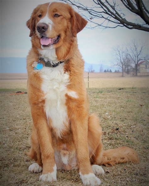 Contact information for osiekmaly.pl - Bingo is a Male Golden Retriever/St Bernard Mix that we estimate to be born around 3/27/2020 and weighs 71 lbs. Considering Bingo for adoption? Start Your Inquiry Start Your Inquiry Read FAQs Sponsor. K-9 Angels Rescue Houston, TX Location Address ...
